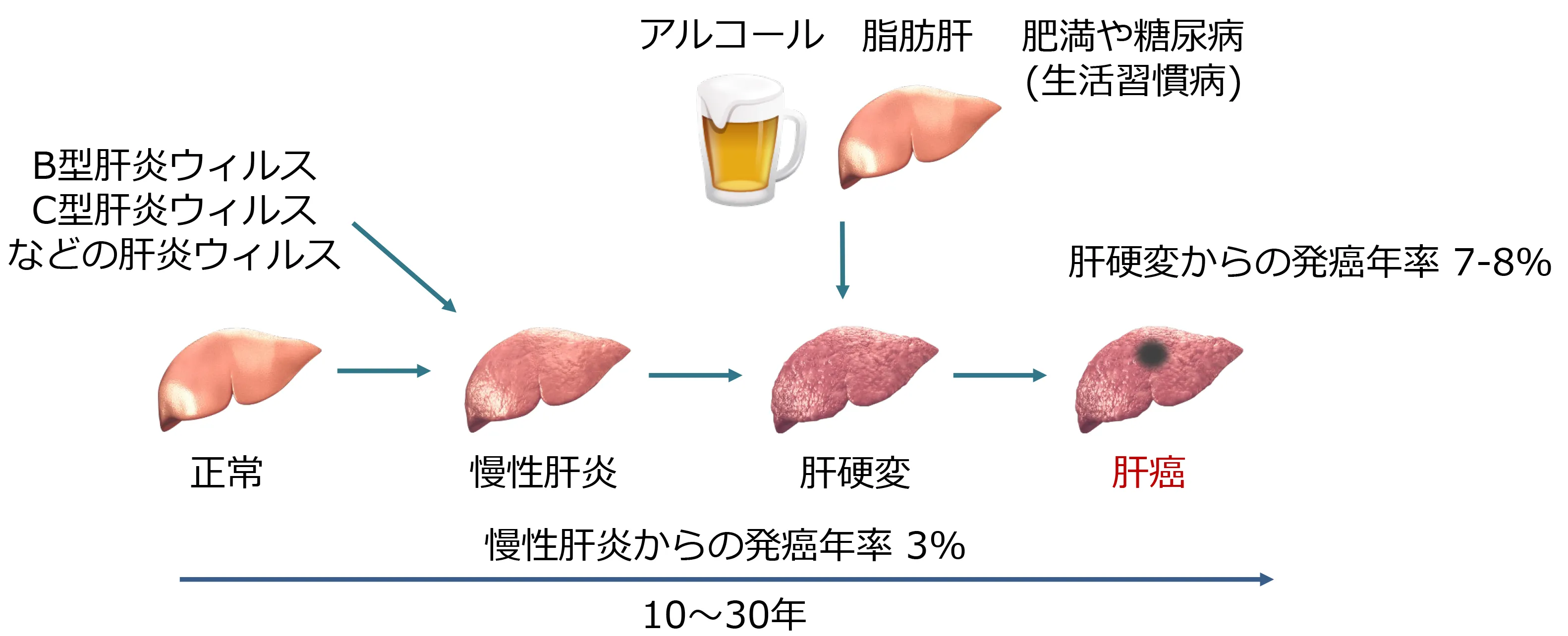 肝臓について